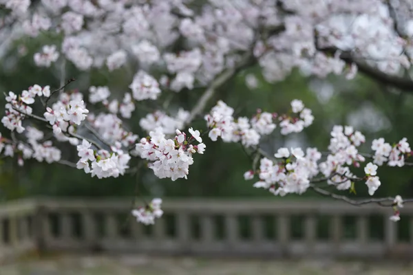 Viele Kirschblüten Blühen — Stockfoto