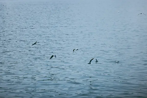 Flock Seagulls Flying Lake — Stock Photo, Image