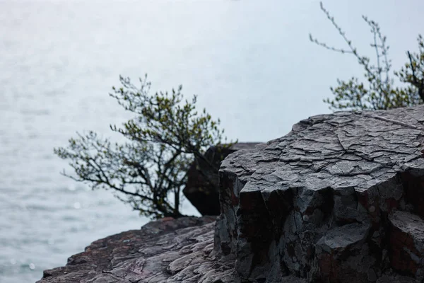 Göl Kenarındaki Kayalıklarda Birkaç Yabani Yetişiyor — Stok fotoğraf