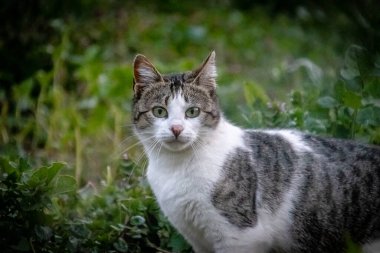 La mirada atenta del gato