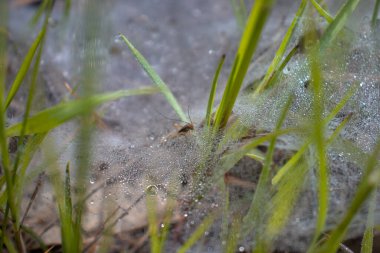 Vahşi doğada böceğin yakın çekim