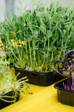 Çiğ lahanayla büyüyen mikro yeşiller. Ev bahçesinden taze çiğ otlar ya da ev içi dikey çiftlik, vejetaryenler için vitamin dolu. Pankart
