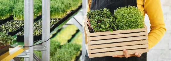女保管箱与微型绿色 小商业室内垂直农场 健康素食维生素鲜食的特写 粗芽在女性手中的微绿色生长背景 — 图库照片