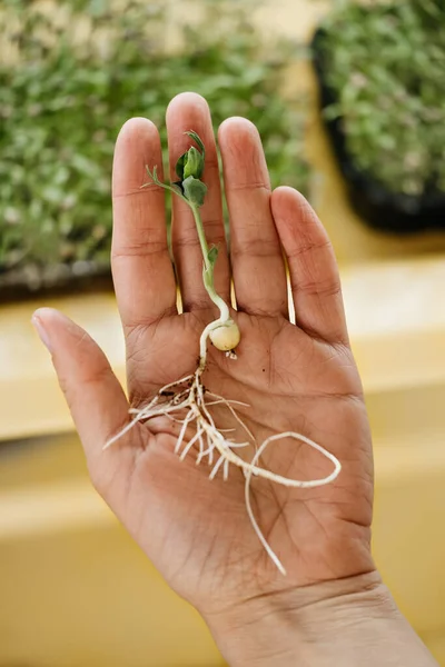 Microgreens Growing Background Raw Sprouts Female Hands Fresh Raw Herbs — Stock Photo, Image