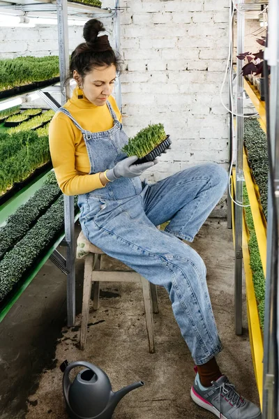 年轻的女农民在她的室内垂直花园种植微型蔬菜 快乐的女人照看着架子上的植物 牛油果 紫砂萝卜 — 图库照片