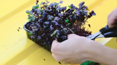 Kapalı alanda dikey bahçede büyüyen taze mikro yeşilliklere yakın çekim. Küçük işletmeler, organik bitkiler toplayan eller. Mikro yeşil lahanalı raflar. 