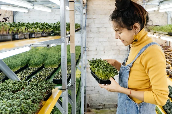 Молодая Женщина Фермер Выращивает Микрозелень Своем Внутреннем Вертикальном Саду Счастливая — стоковое фото