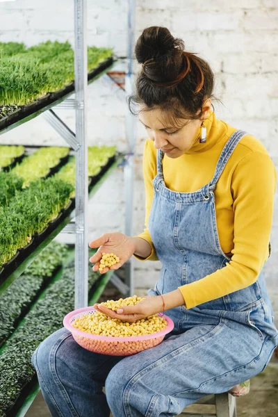 Женщина Выбирает Семена Посадки Новой Микрозелени Вертикальной Крытой Ферме Процесс — стоковое фото
