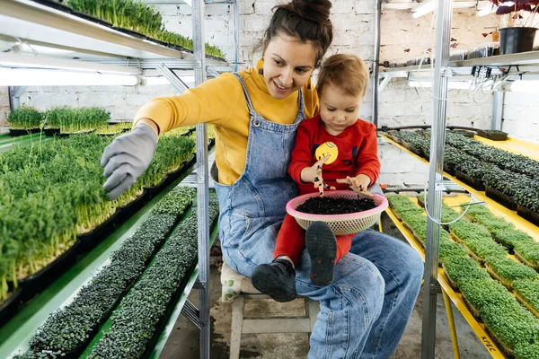 带着男婴的妇女在室内农场工作 种植微型绿色植物 在架子上选择种子和新鲜草本植物的浇灌 孩子们学习自然 农业和有母亲的企业 — 图库照片