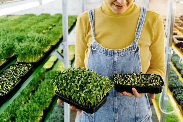 粗芽在女性手中的微绿色生长背景 来自家庭花园或室内垂直农场的新鲜生药草 富含蔬菜维生素 — 图库照片