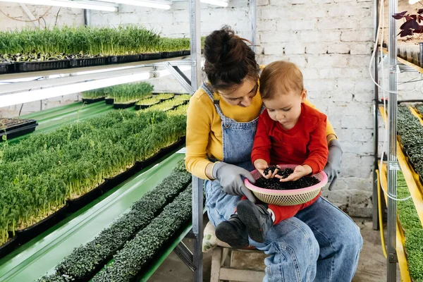 带着男婴的妇女在室内农场工作 种植微型绿色植物 在架子上选择种子和新鲜草本植物的浇灌 孩子们学习自然 农业和有母亲的企业 — 图库照片