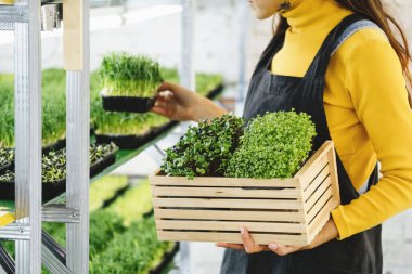 İçinde mikro yeşil, küçük işletme dikey çiftliği olan bir kutu tutan kadın. Sağlıklı vejetaryen vitaminli taze yiyeceğe yakın çekim. Kadın ellerinde çiğ lahanayla büyüyen mikroçimler.