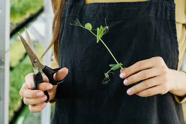 粗芽在女性手中的微绿色生长背景 来自家庭花园或室内垂直农场的新鲜生药草 富含蔬菜维生素 — 图库照片