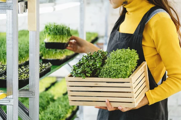 Caja Espera Mujer Con Microgreen Granja Vertical Interior Pequeña Empresa — Foto de Stock