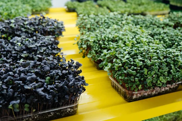 stock image Edible greens or shoots growing, placed on home balcony in urban flat. Microgreen grown from the seeds of vegetables and herbs on indoor farm. Microgreens for salad and healthy eating and vitamins.