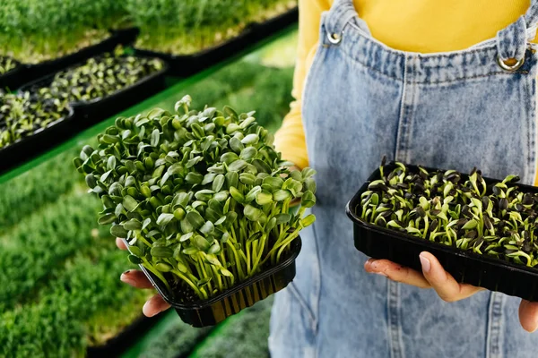 Mulher Segurando Caixa Com Microgreen Pequena Empresa Fazenda Vertical Interior — Fotografia de Stock