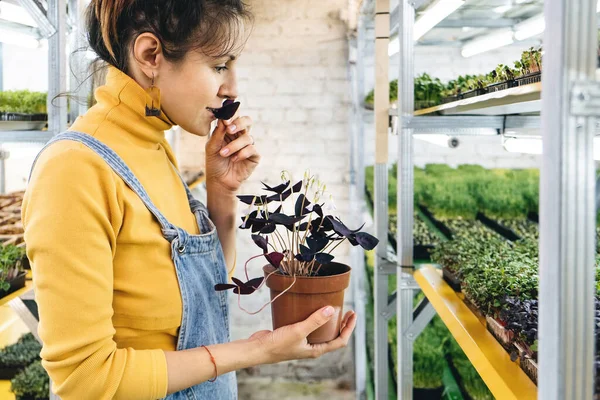 Microgreen Fazenda Vertical Interior Gardener Fêmea Nova Que Cresce Ervas — Fotografia de Stock