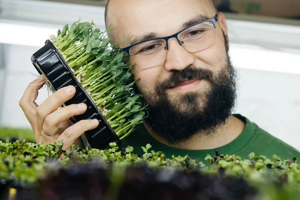 Genç erkek çiftçi evin içinde dikey bahçesinde mikroçim yetiştiriyor. Raflardaki bitkilerle ilgilenen mutlu bir adam. Küçük işletme sahibinin portresi.