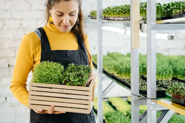城市女性室内农民与一盒微绿色 小企业垂直农场 健康素食维生素鲜食的特写 粗芽在女性手中的微绿色生长背景 — 图库照片