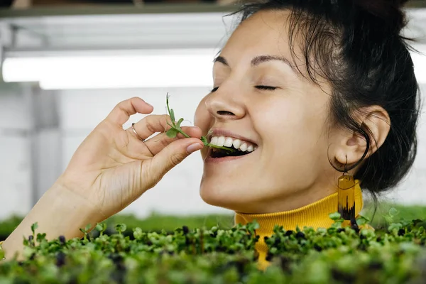 在城市室内垂直花园种植微型绿色植物的年轻女农民 快乐的人在农场的架子上照看植物 小业主吃蔬菜的特写 — 图库照片