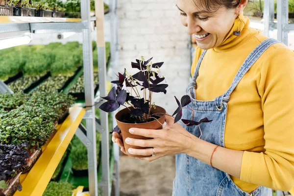 Νεαρή Αγρότισσα Καλλιεργεί Μικροπράσινα Στον Κάθετο Κήπο Της Ευτυχισμένη Γυναίκα — Φωτογραφία Αρχείου