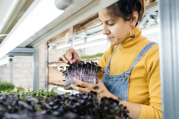 年轻的女农民在她的室内垂直花园种植微型蔬菜 快乐的女人照看着架子上的植物 牛油果 紫砂萝卜 — 图库照片
