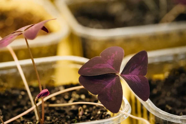 Microgreens Καλλιεργούν Υπόβαθρο Ωμά Βλαστάρια Θηλυκά Χέρια Φρέσκα Ωμά Βότανα — Φωτογραφία Αρχείου
