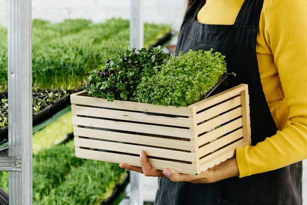 Mulher Segurando Caixa Com Microgreen Pequena Empresa Fazenda Vertical Interior — Fotografia de Stock