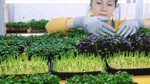 在室内垂直花园种植新鲜微绿色植物的特写 小生意 手拉着有机草药 带有微绿色芽的架子 — 图库视频影像