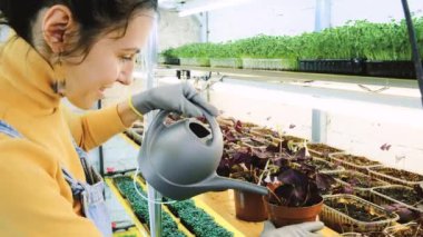 Kapalı alanda dikey bahçesinde mikroçim yetiştiren genç bir kadın çiftçi. Mutlu genç kadın suluyor, raflardaki bitkilerle ilgileniyor. Turp, roka, daikon, oksalis, mor sango turpu, bezelye