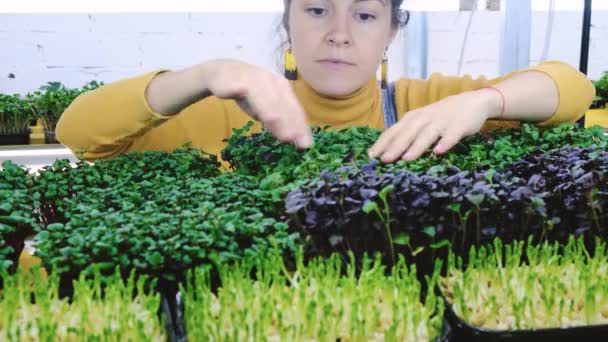 Νεαρή Αγρότισσα Καλλιεργεί Μικροπράσινα Στον Κάθετο Κήπο Της Ευτυχισμένη Νεαρή — Αρχείο Βίντεο