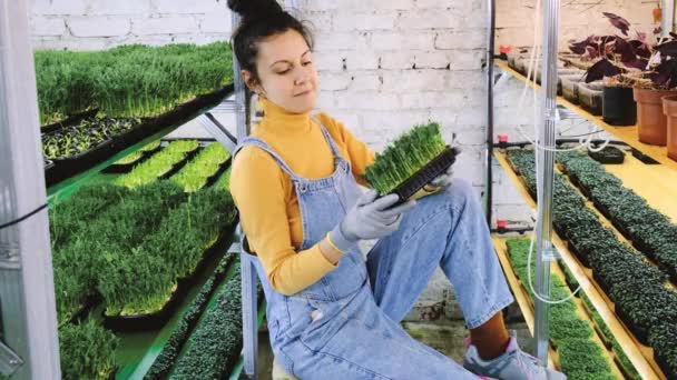 Young Female Farmer Growing Microgreens Her Indoor Vertical Garden Happy — Stock Video
