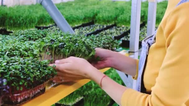 Close Growing Fresh Microgreens Indoor Vertical Garden Small Business Hands — Stock Video