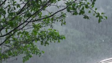 Ağaçlara şiddetli yağmur yağıyor branç ve çatı. Dağlarda sağanak yağmur. Kara yağmurlu hava