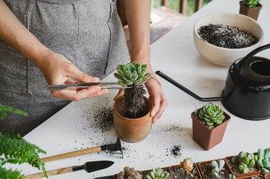 Fabrika konsepti değiştiriliyor. Kadın elleri Echeveria 'nın sulu ev bitkilerini saksılıyor. Toprağa bitki kökleri, bahçe malzemeleri, toprak, drenaj ve kil kaplar. Evde bahçe işleri sakinleştirme hobisi