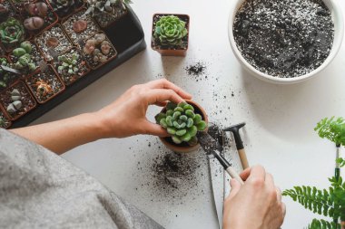 Kadın elleri sübvansiyonlara beyaz inci tanecikleri ekiyor. Evde bahçıvanlık, ev bitkilerini sevmek, serbest çalışmak. Echeveria yeniden yükleniyor veya naklediliyor