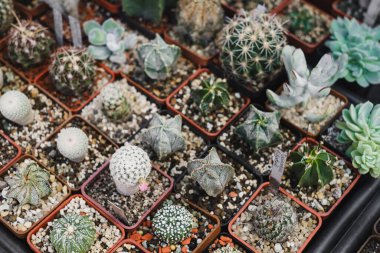 Satılık saksılarda yetişen sulu bitkiler. Çiçekçi küçük işletme, şehirde dikey bahçe. Dükkandaki raflardaki kaktüslerin seçimi. Üst görünüm