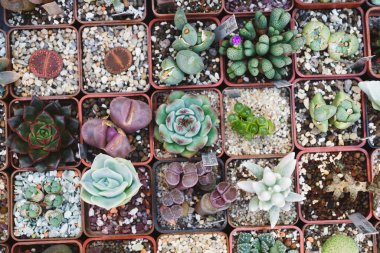 Satılık saksılarda yetişen sulu bitkiler. Çiçekçi küçük işletme, şehirde dikey bahçe. Dükkandaki raflardaki kaktüslerin seçimi.