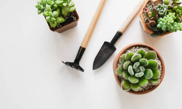 stock image potted succulent plant care with gardening tools. top view on white background. Copy space. Hobby and small business concept. Transplanting Echeveria