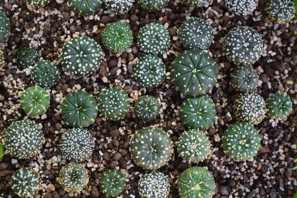 Szkółka Kaktusów Widok Góry Małe Kaktusy Astrophytum Uprawiane Sprzedaż Tacy — Zdjęcie stockowe