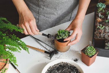Kadın elleri sübvansiyonlara beyaz inci tanecikleri ekiyor. Evde bahçıvanlık, ev bitkilerini sevmek, serbest çalışmak. Echeveria yeniden yükleniyor veya naklediliyor