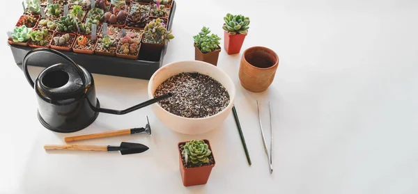 Banner of potted succulent plant care with gardening tools. top view on white background. Copy space. Hobby and small business concept. Transplanting, collection of cactuses