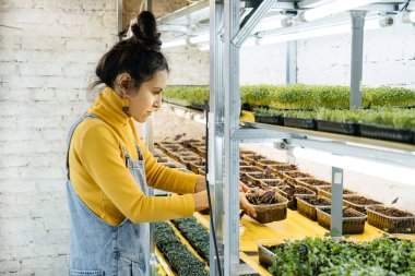 Kapalı alanda dikey bahçesinde mikroçim yetiştiren genç bir kadın çiftçi. Raflardaki bitkilerle ilgilenen mutlu bir kadın. Turp, roka, daikon, oksalis, mor sango turpu, bezelye