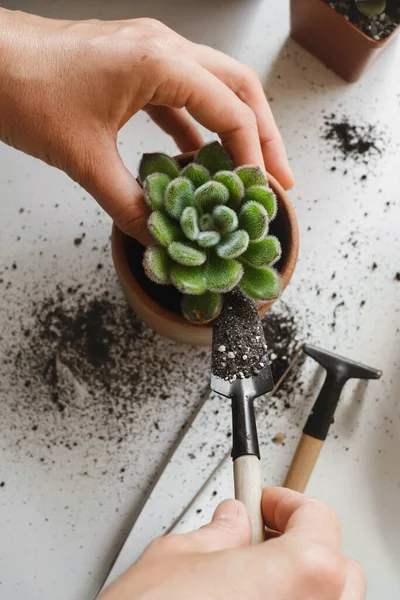 Woman Hands Planting Green Succulent Substrates White Pearlite Granules Home — Stock Photo, Image