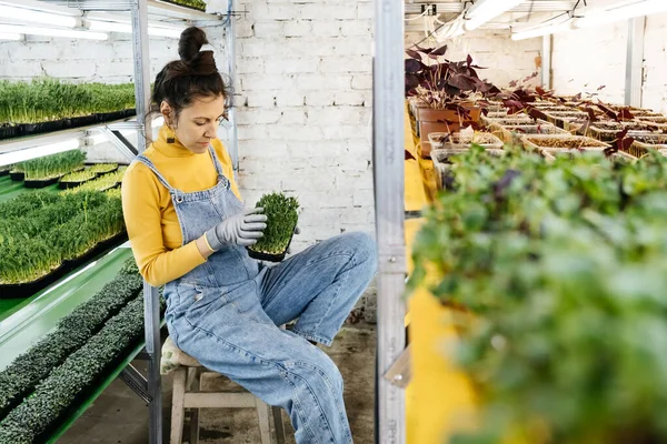 Young Female Farmer Growing Microgreens Her Indoor Vertical Garden Happy — Stock Photo, Image