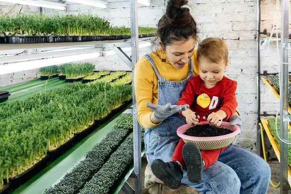 Woman with baby boy working on the indoor farm, planting microgreens. Choosing seeds and watering sprouts of fresh herbs on the shelf. Child learning about nature. agriculture and business with mother