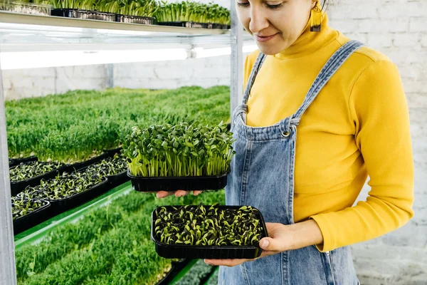Jonge Vrouwelijke Boer Die Microgreens Kweekt Haar Verticale Binnentuin Een — Stockfoto