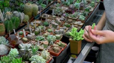 Serada elleri makasla budama fabrikası. Seedling succulent. Crassula