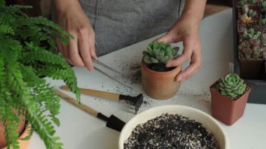 Fabrika konsepti değiştiriliyor. Echeveria 'nın sulu çiçeklerini yeniden saksılayan kadın elleri. Toprağa bitki kökleri, bahçe malzemeleri, toprak, drenaj ve kil kaplar. Evde bahçe işleri sakinleştirme hobisi
