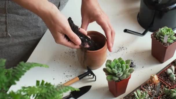 Colocação Solo Para Plantas Vaso Durante Repotting Transplante Suculentas Vaso — Vídeo de Stock
